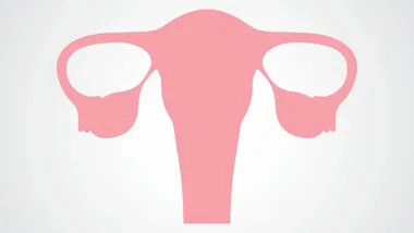 "Illustration of a pink female reproductive system on a light background."
