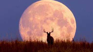 Full Buck Moon Australia (2)