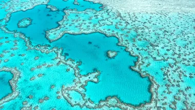 The Surprising New Hero In The Fight To Save The Great Barrier Reef